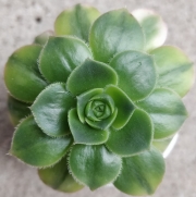 Еониум вариегата (Aeonium starburst variegated)