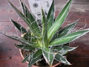 Агаве филифера (Agave filifera)