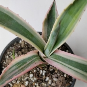 Агаве (Agave americana marginata variegata)