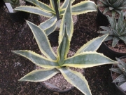 Агаве (Agave americana Variegata, Agave americana marginata)