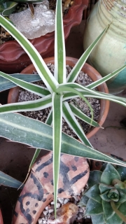 Агаве (Agave bracteosa marginata alba variegata)