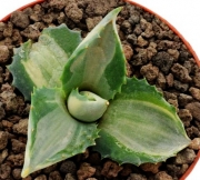 Агаве (Agave isthmensis cv. Ohi Raijin f. variegate)