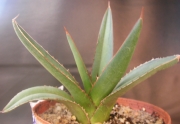 Агаве (Agave kerchovei)