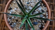 Агаве (Agave multifilifera variegata)