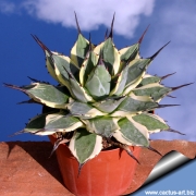 Агаве (Agave patonii Trel. forma variegata)