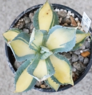 Агаве (Agave Potatorum Rum Runner  variegata)