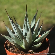 Агаве (Agave utahensis)