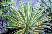 Агаве десметиана маргината вариегата (Agave desmettiana marginata variegata)