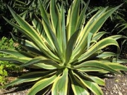 Агаве десметиана вариегата (Agave desmettiana variegata)