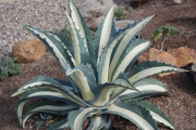 Агаве медиопикта алба (Agave mediopicta alba)