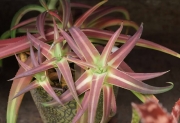 Агаве низанденсис (Agave nizandensis)