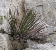 Агаве орнитоброма малко (Agave ornithobroma)