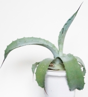 Агаве потаторум (agave potatorum var. verschaffeltii)