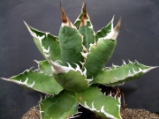 Агаве титанота (Agave titanota)
