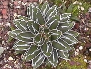 Агаве Виктория (Agave victoria reginae)