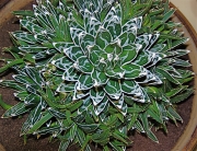 Агаве Виктория (Agave victoriae reginae)