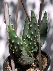 Алое (Aloe ferox)