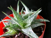 Алое (Aloe descoingsii, dwarf, blue)