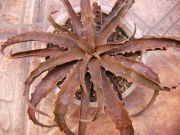 Ломатофилум Алое  прострата (Lomatophyllum prostratum Aloe prostrata)