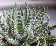 Алое (Aloe Humilis superb select white textured form)