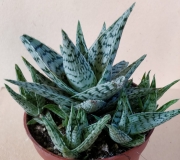 Алое (Aloe)