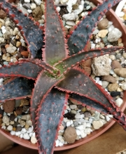 Алое (Aloe)