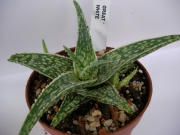 Алое (Aloe GREAT WHITE)