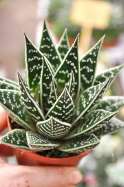 Алое (Aloe aristata Tiki Tahi)