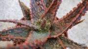 Алое (Aloe bright star hybrid)