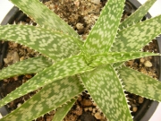 Алое (Aloe c.v. agal)