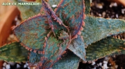 Алое (ALOE cv. Marmalade)