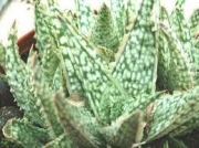 Алое (Aloe diego)