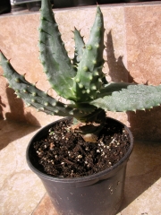 Алое (Aloe ferox, Aloe marlothii)