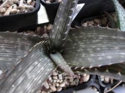 Алое (Aloe fosteri)