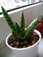 Алое (Aloe gariepense)