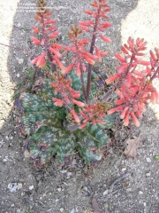 Алое (Aloe grandidentata)