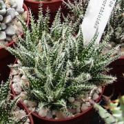 Алое (Aloe haworthioides)