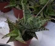 Алое (Aloe Hybrid Spotted leaves)