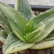 Алое (Aloe nobilis variegated)