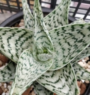 Алое (Aloe rauhii)