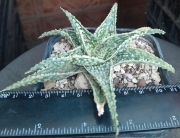 Алое (Aloe rauhii)