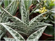 Алое малко (Aloe variegata)