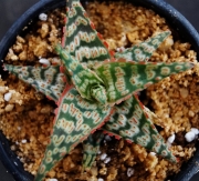 Алое (Aloe Wrasse)