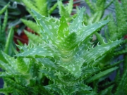 Алое (Aloe juvenna, ALOE ZANZIBARICA Aloe squarrosa)