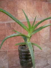 Алое Арборесценс, малко (Aloe Arborescens)