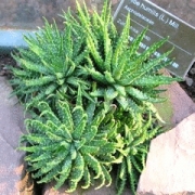 Алое хумилис (Aloe humilis)