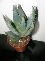 Алое митриформис, малко (Aloe mitriformis)