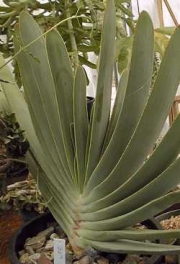 Алое пликатилис (Aloe plicatilis)