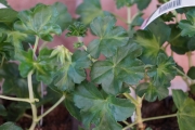 Алпийско сакъзче розово (Pelargonium)