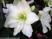 Амарилис бял (Amaryllis arctic white)